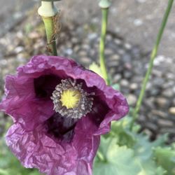 Poppy Seeds (Papaver Somniferum)
