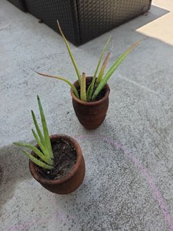 2 Aloe Vera plants