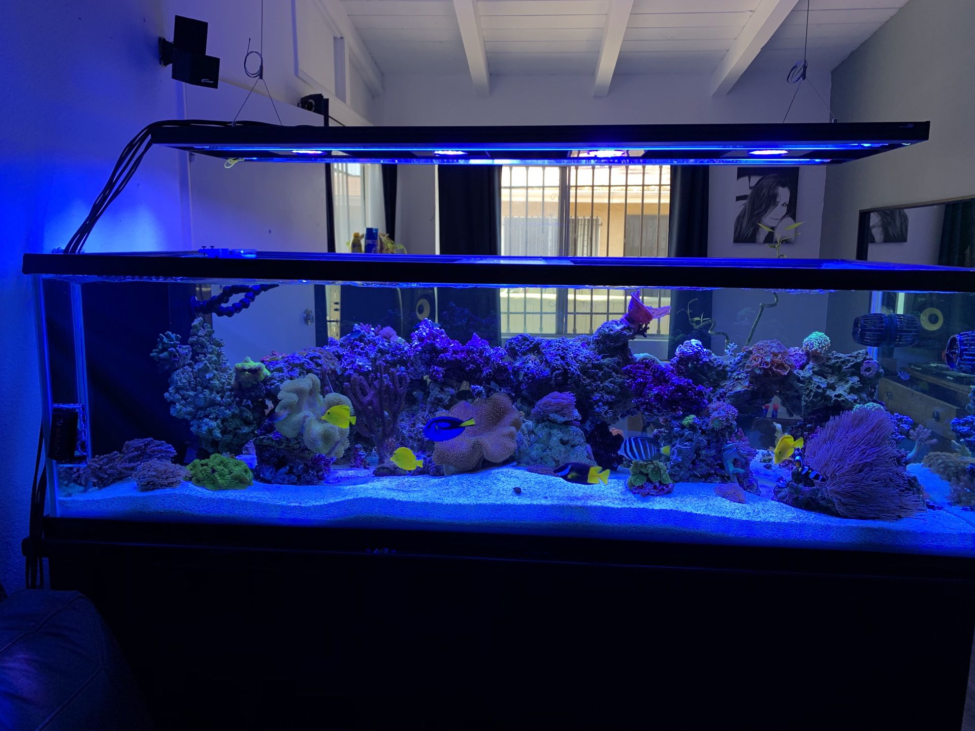 Reef aquarium tank stand sump T5 hybrid ONLY!!!