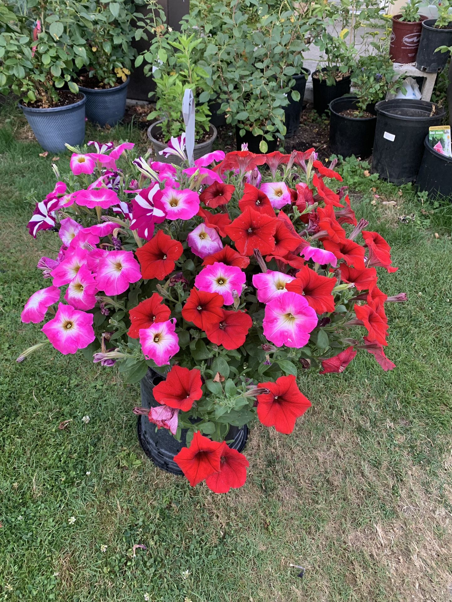 Outdoor Plant