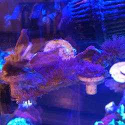 Small  Coral Frags. 