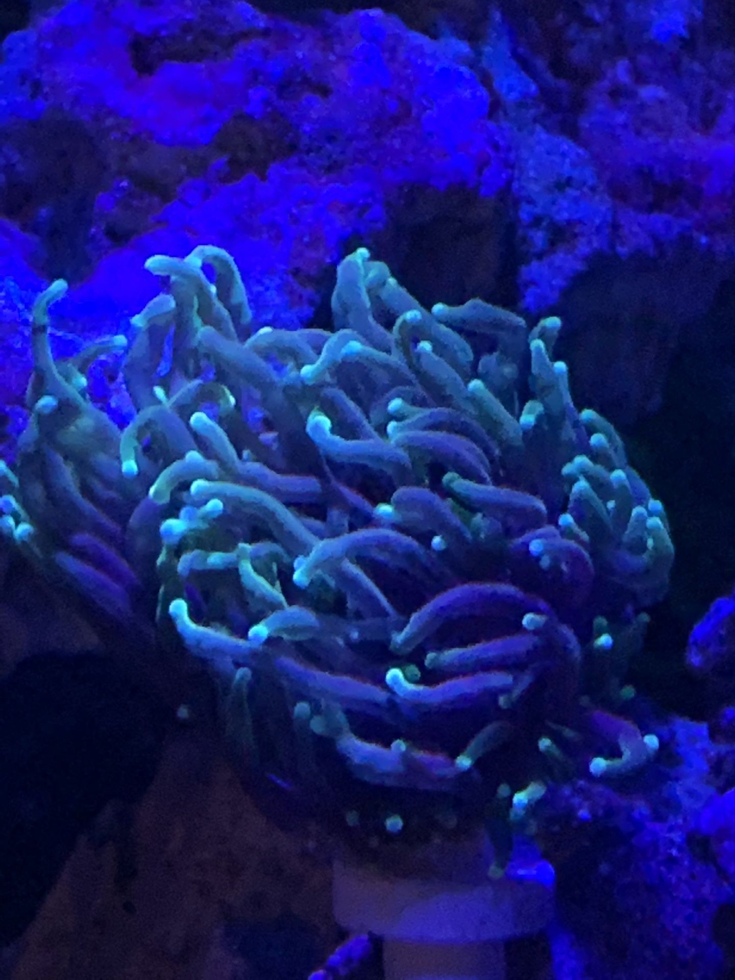 Reef, coral, frags