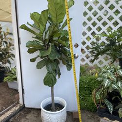 See description*~5ft super healthy fiddle leaf/very thick trunk/ceramic pot not included; 95820