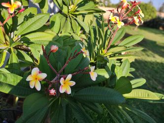 Beautiful Plumaria plants
