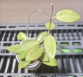 Hoya Silver Dollar