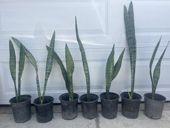 Snake plant indoor Or Outdoor