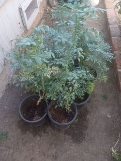 Ruda Rue Plant $5 each