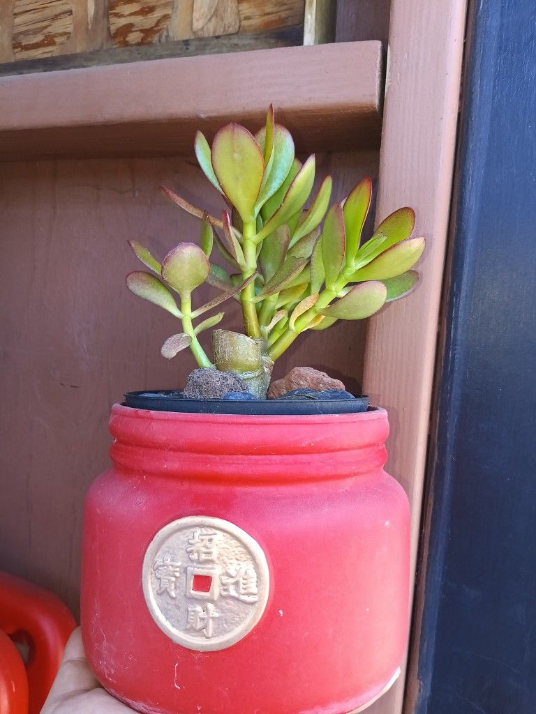Succulents