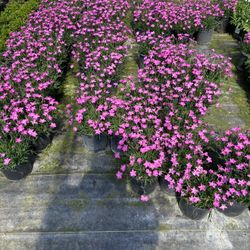 Plants For Sale ///planta A La Venta 