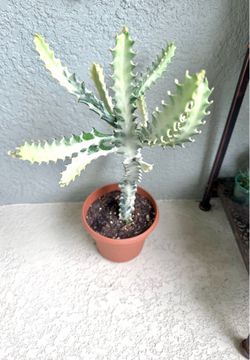 Variegated  Euphorbia   Lactea  plant