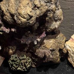 Xl Heavy Mountain Reptile Statue