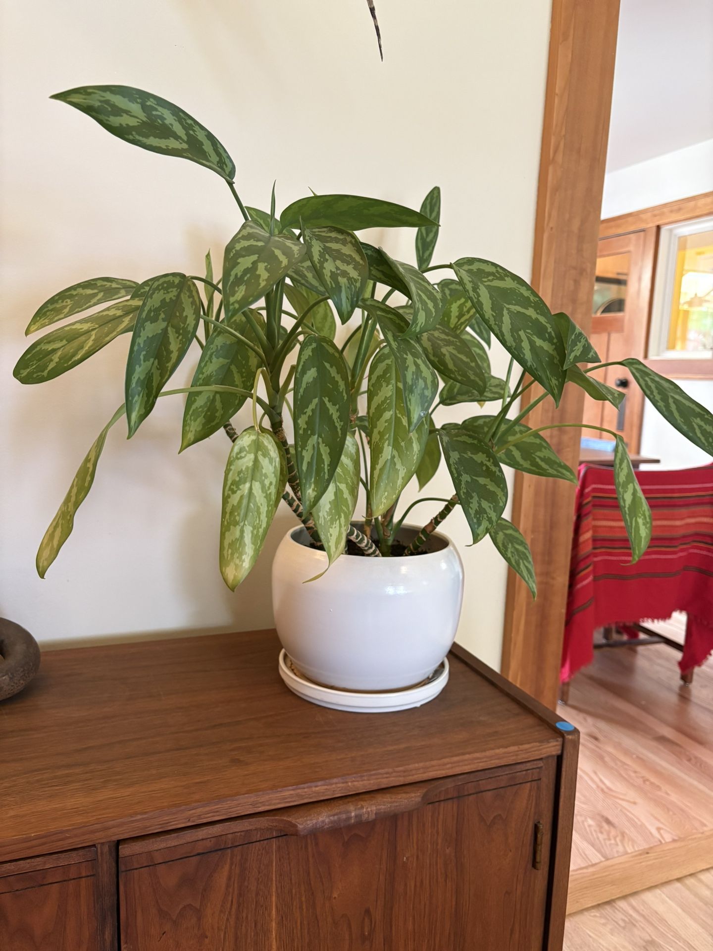 Beautiful 20" Potted Calathea Plant