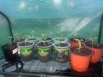 Sweet Peppers