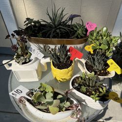 Beautifully Potted Succulents 