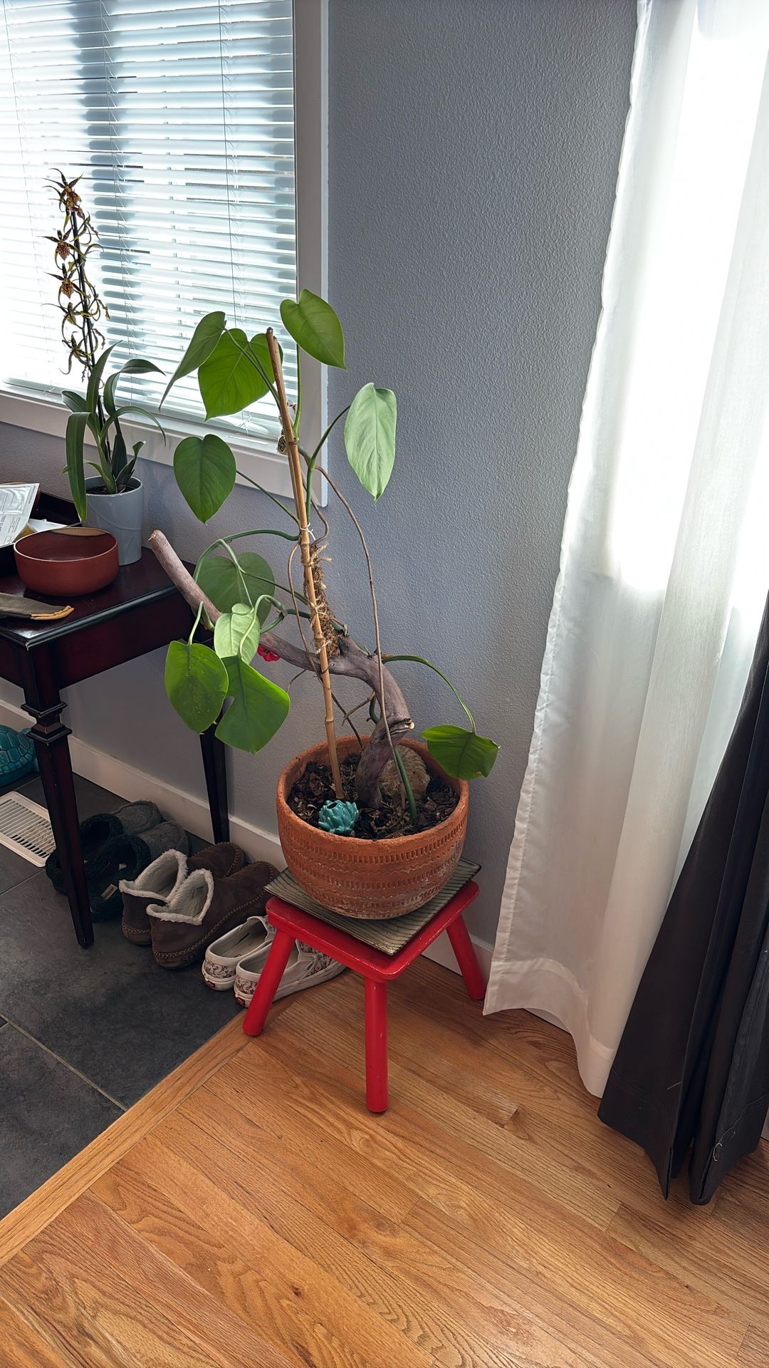 Monstera House Plant