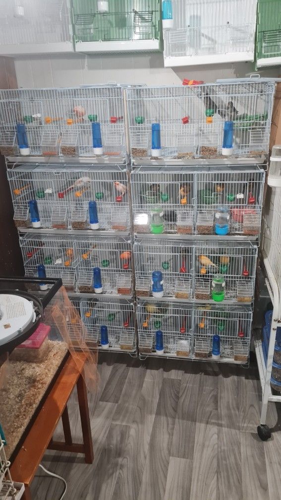Breeding Cage Set Up