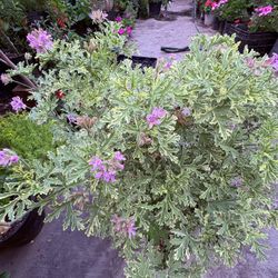 Geranio Citronela Lady Plymount Variegado