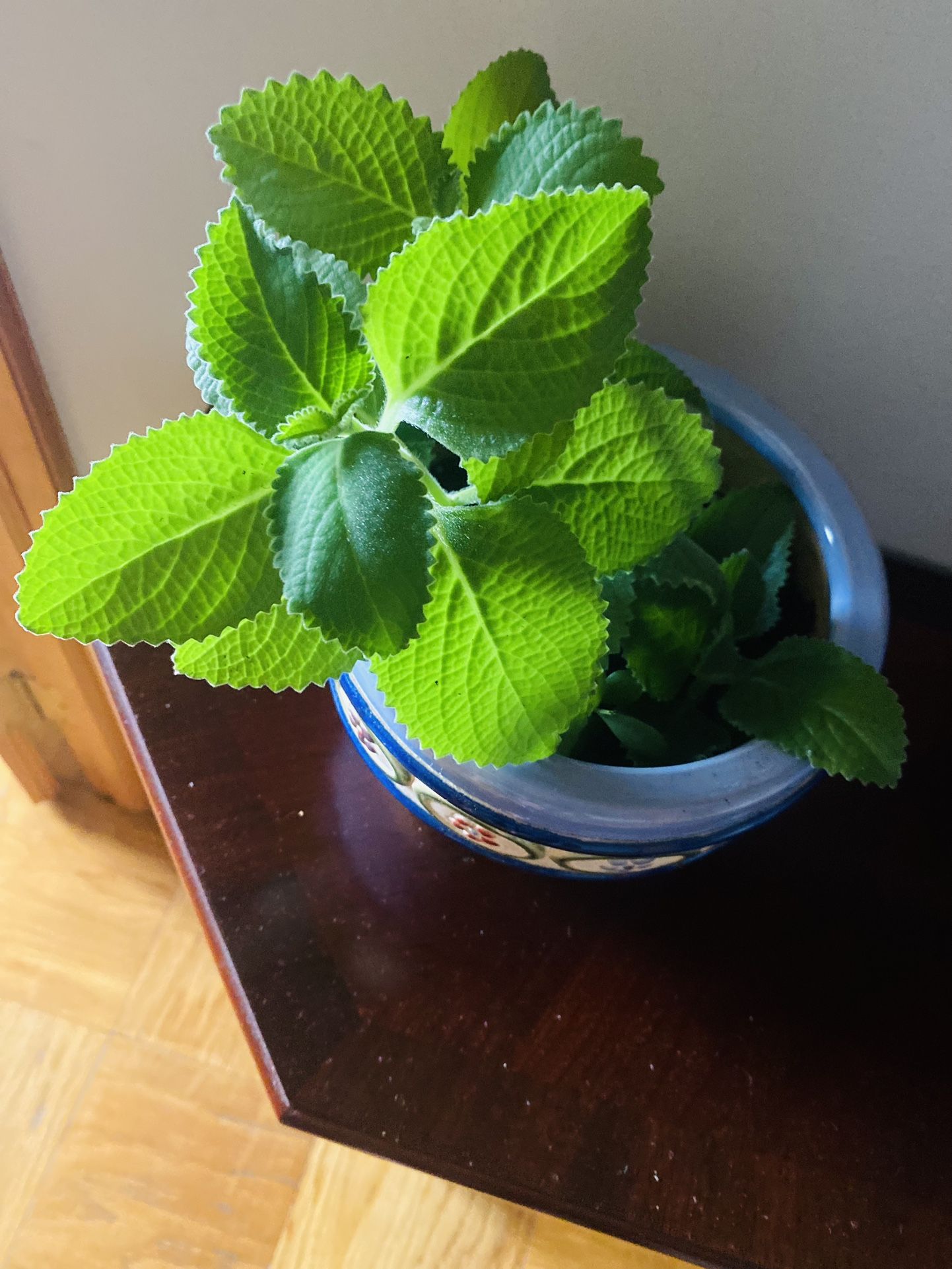 Healthy Cuban oregano Plant. Help To Deliver Locally