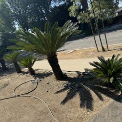 Sago Palm Trees
