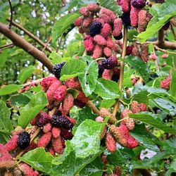 Mulberry  Fruit Tree  (Tasty & Rare)