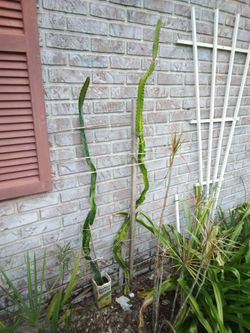 pflanze sansevieria cylindrica Sansevieria cylindrica 'Bacularis' | 40cm main image 1