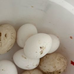 Duck And Chicken Egg For Sale