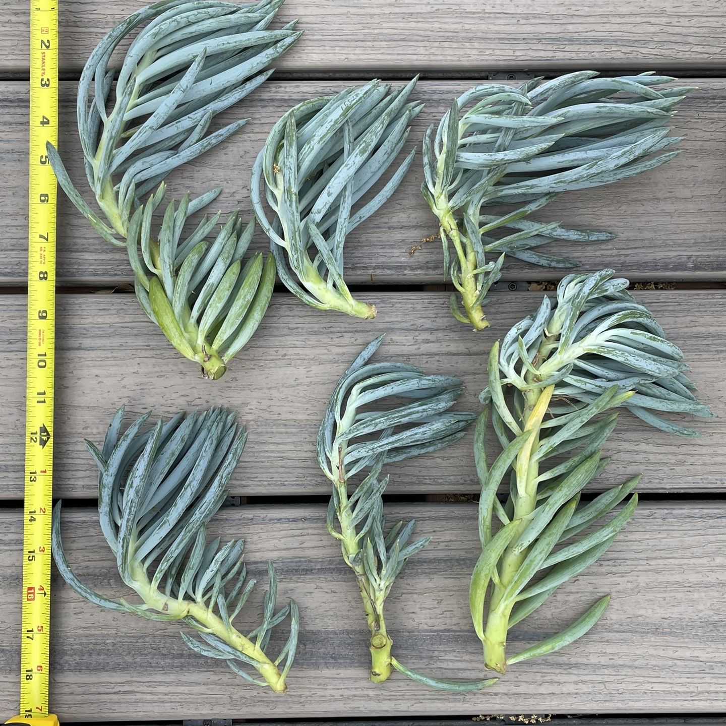 6 6-11 inches Blue Chalk Sticks Plant Succulent cuttings