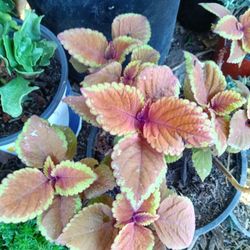 Plants And Succulents For Sale