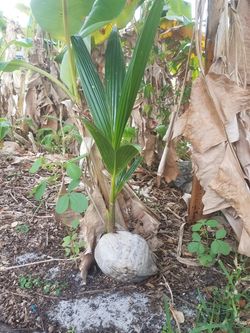 coconut plants