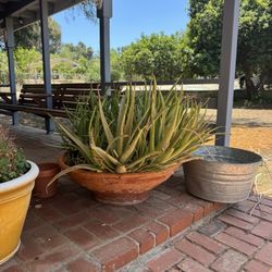 Big Aloe Plant With Big Pot 