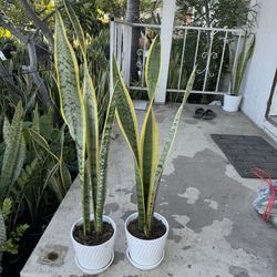 Beautiful Snake Plant In Ceramic Pot Almost 3 Feet 20$ Each