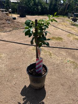 Ruby Red Grapefruit Tree Grafted 5 gallon