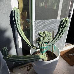 Rare Crested Monstrose Cereus Cactus, Large Specimen