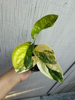 4” Variegated monstera Peru