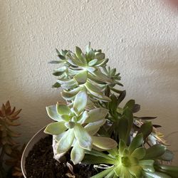 Plant succulent