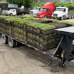 Kentucky Blue Grass / Fresh Sod