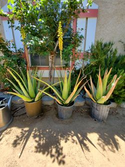 Agave And Aloe Vera
