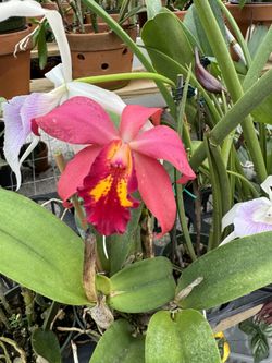 Cattleya orchids