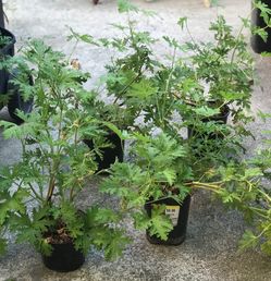 $6 Citronella mosquito repellent plants