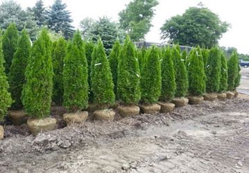 Privacy Tree Sale FREE DELIVERY! Emerald Green & Green Giants 