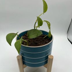 Blue And White Striped Ceramic Planter With Wood Stand And Live Plant