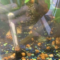 Baby Gold Mystery Snails