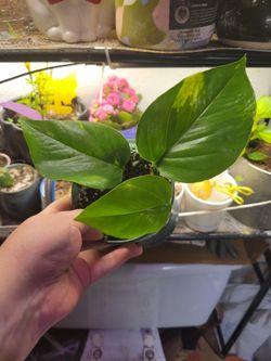 Rooted Pothos Plants in Premium Handmixed Dirt (Price for One)