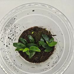 Ficus Ruginervia Lance Leaf