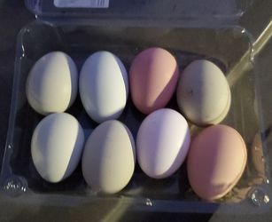 Backyard fertile chicken eggs. Locally in Downey.