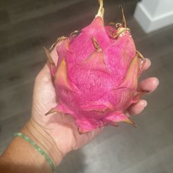 Red Dragon Fruit in 7-gal Container