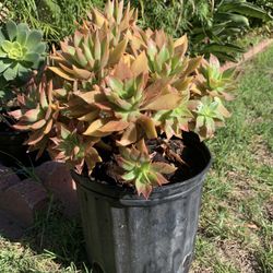 Haworth Aeonium Succulent (HEALTHY)