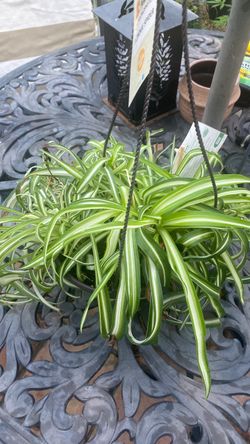 Spider plant hanging basket