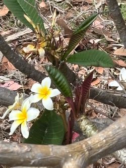 Plumeria whiteTree 11 foot