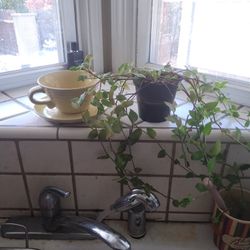 Plant In cup with plate very nice.